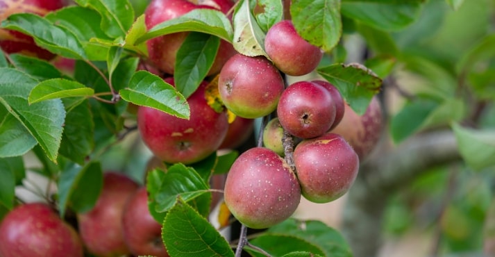organic apples